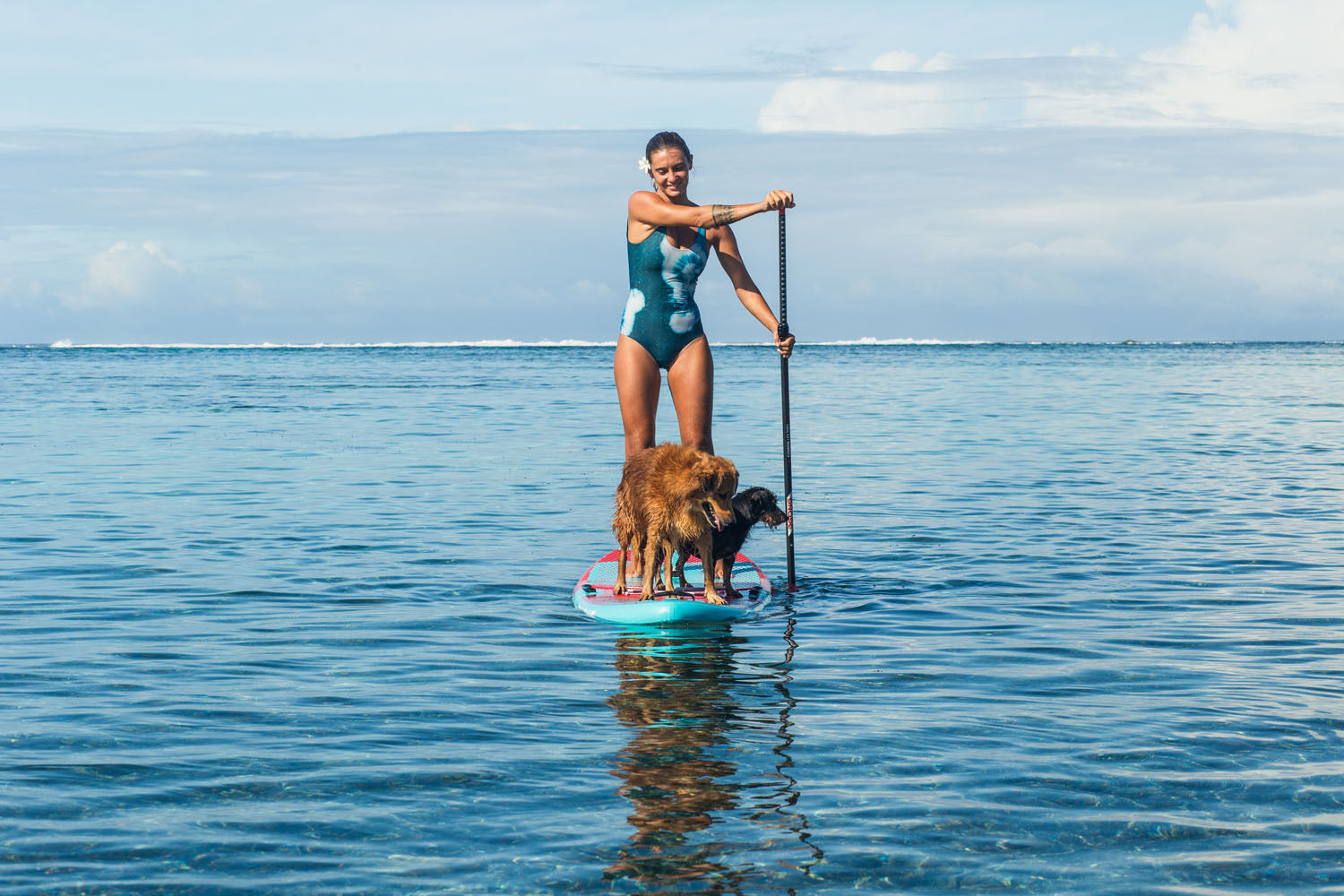 PHOTO : CHIENS A BORD !!!