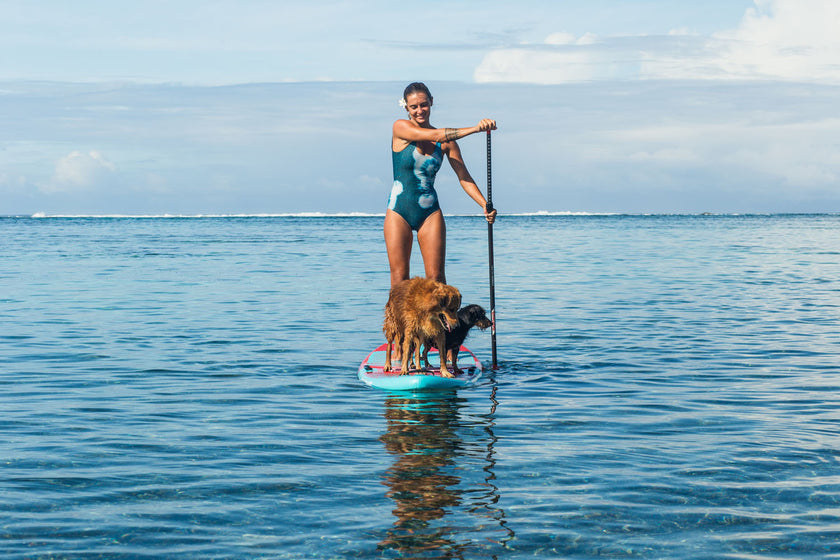 PHOTO : CHIENS A BORD !!!