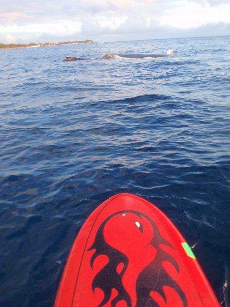 SESSION : riding with the whales !!!