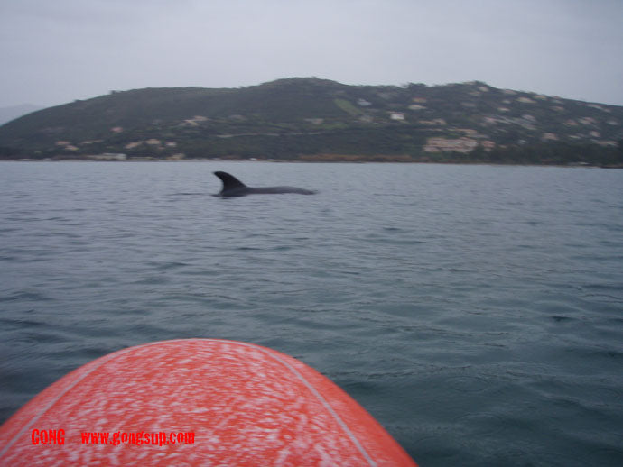 SESSION : SUP with a dolphin !!!