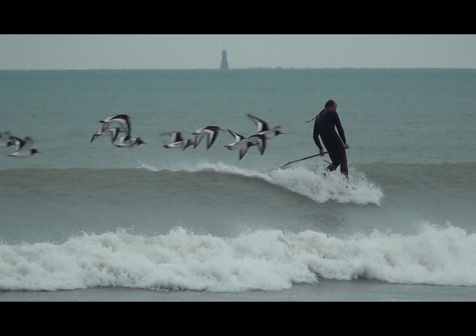 PHOTO : danse avec les oiseaux !!!