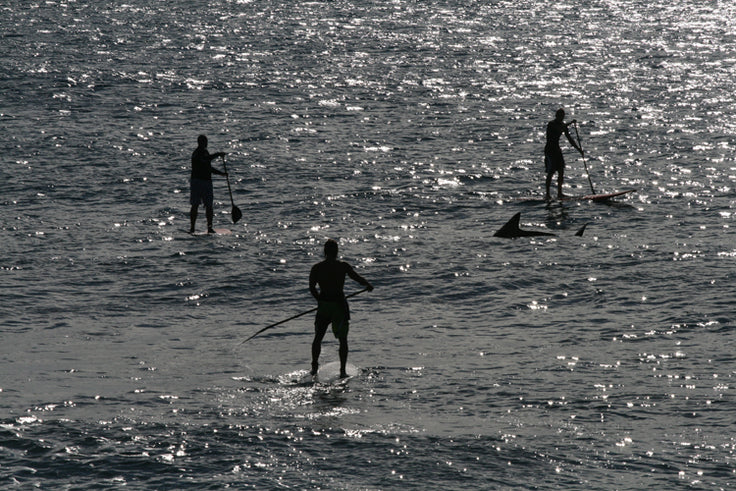 INFO : shark riding !!