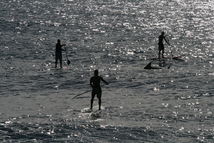 INFO : shark riding !!