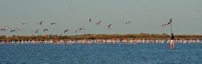 OVERVIEW : rider avec les flamands roses !!!