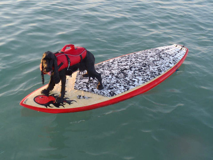 PHOTO : doggy style !!!