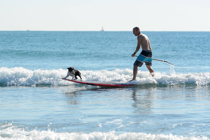 PHOTO : puppy on board !!!