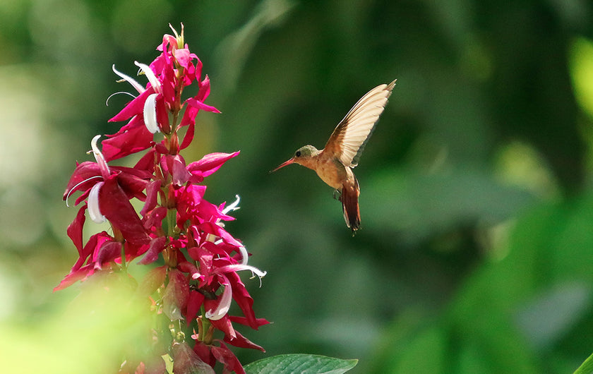 TRIP : Costa Rica part II !