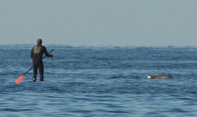 PHOTO : rencontre avec un groupe de dauphins en SUP !!!