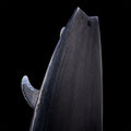 GONG | Factory SUP 7'2 Curve Sp Swallow Light FSP Pro SUP Custom